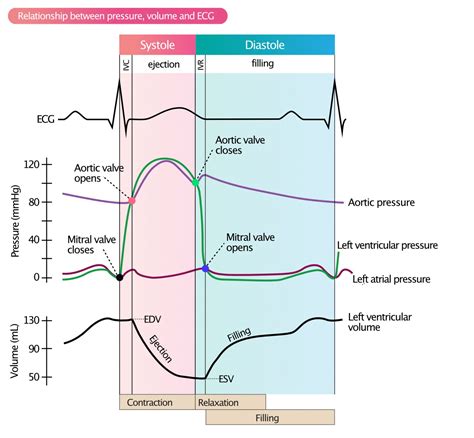 lv volume vs interventricular pressure|left ventricular pressure volume relationship.